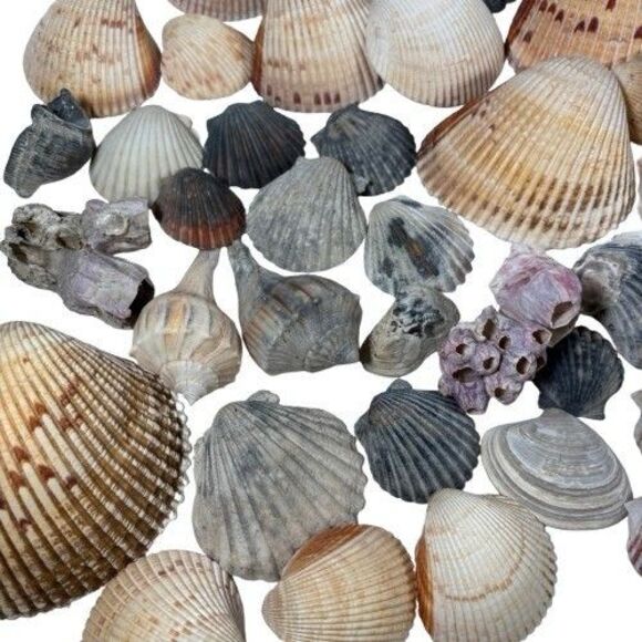 Lg Sea Shells Huge Lot Beautiful Assorted Seashells 3+ lbs. Crafts Decor Collect - Picture 7 of 10